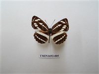 藏品(豆環蛺蝶)的圖片